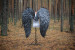 Large wings costume "Forest guard"