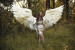 Large angel wings costume "Silver dew"